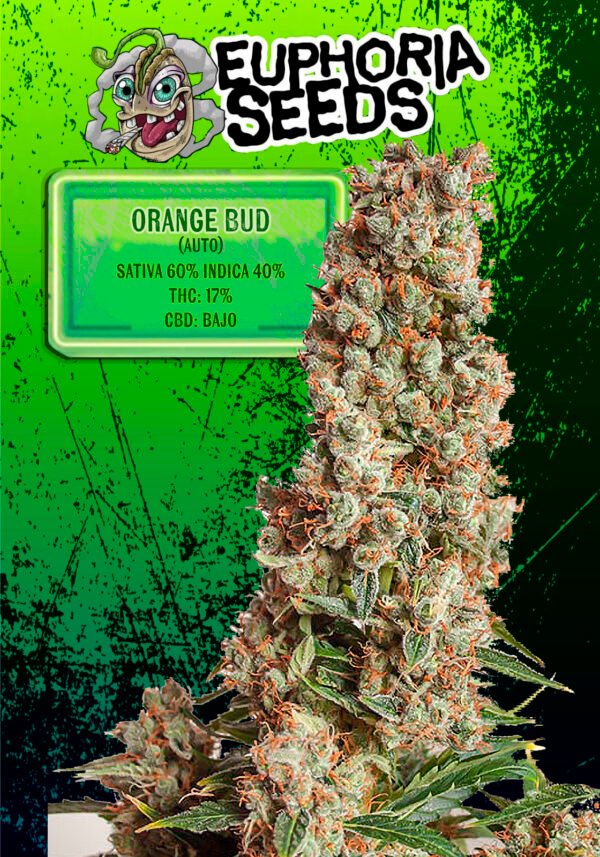 ORANGE BUD AUTOMÁTICA x3