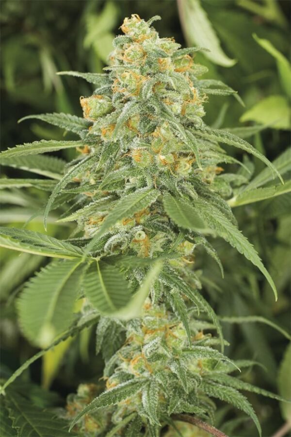 HUMBOLDT SEEDS - FEM - GREEN CRACK 2.0 X3 (Sativa) - Imagen 2