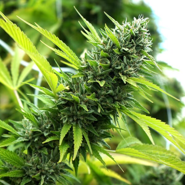 HUMBOLDT SEEDS - FEM - BANANA SAPPHIRE X3 (Indica) - Imagen 2