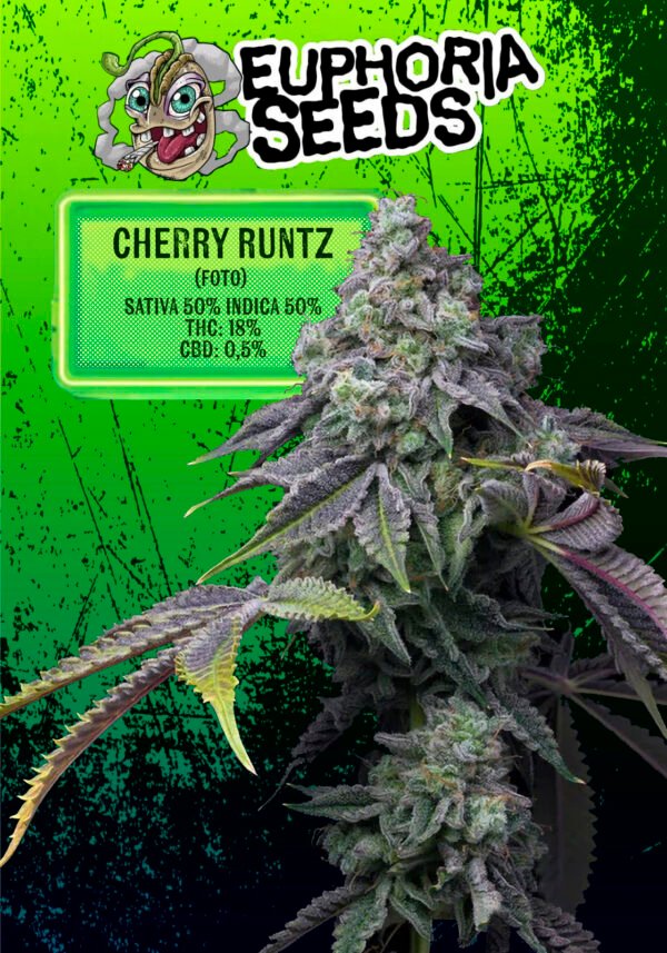 CHERRY RUNTZ FEMINIZADA X12 - Euphoria Seeds