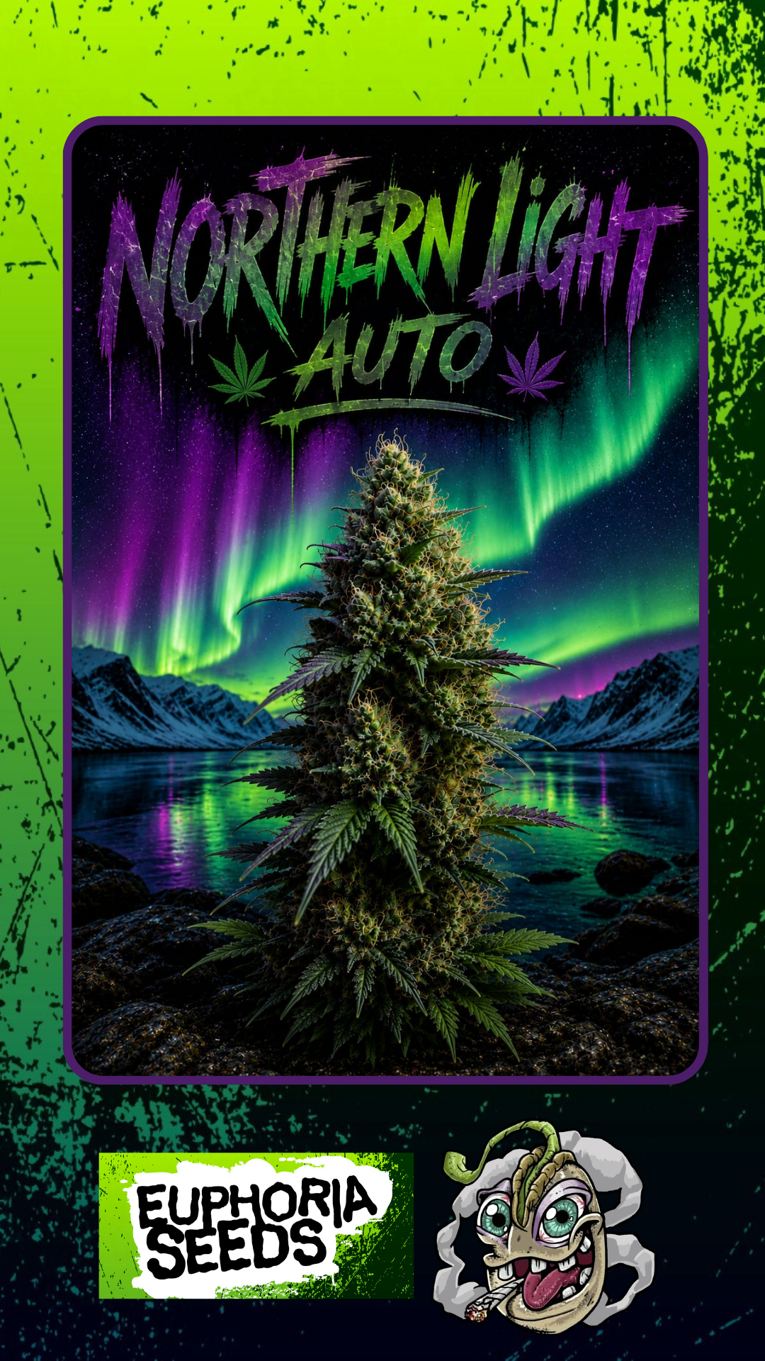 Semillas NORTHEN LIGHT x3 AUTO